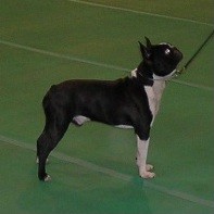 Boston Terriers